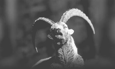 Ibex in Pontresina in the portfolio of the photographer from the Engadn. Ibex in Pontresina
